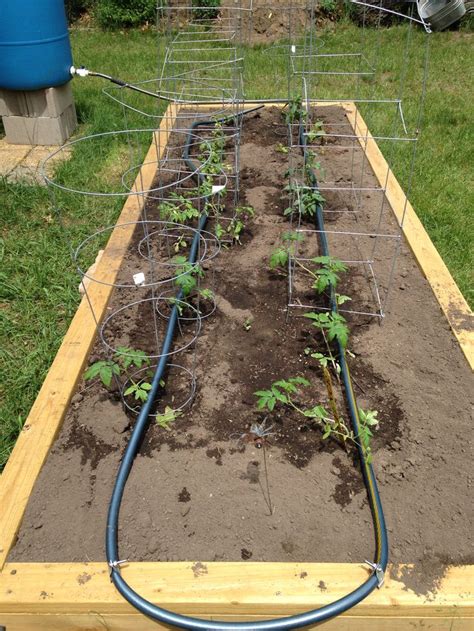 Custom drip irrigation for my lovely raised bed. | Vegetable garden ...