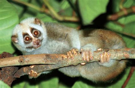 Nocturnal, Arboreal And Vulnerable The Bengal Slow Loris