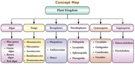 Plant Kingdom Classification