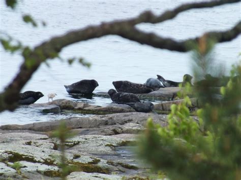 Lake Ladoga Seal in June 2013 by acanthis · iNaturalist