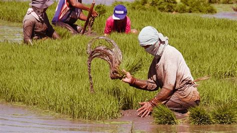 What you can do to help Filipino rice farmers