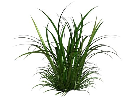 Tall Grass Transparent PNG Pictures - Free Icons and PNG Backgrounds