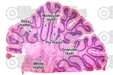 Cat. Cerebellum. Sagittal section. 10X - Cat - Mammals - Nervous system - Other systems ...