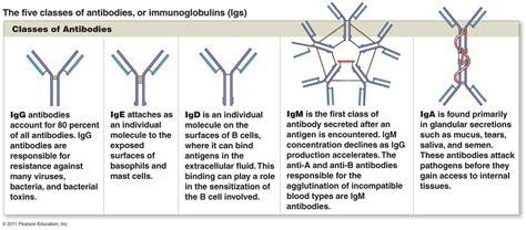 5 Immunoglobulin (Antibody) classes | Medical laboratory science ...