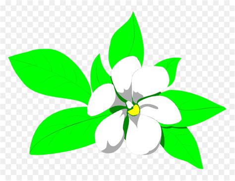 Sampaguita Drawing At Getdrawings - Sampaguita Clipart, HD Png Download - vhv