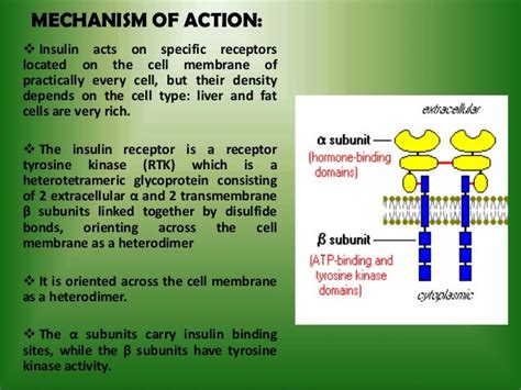 Insulin and its mechanism of action