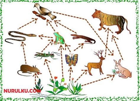 Contoh Rantai Makanan Yang Ada Di Laut, Darat dan Sekitar Kita - Nurulku Blog