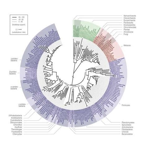 This is the Hillis Plot: a scientific hypothesis for a monophyletic ...