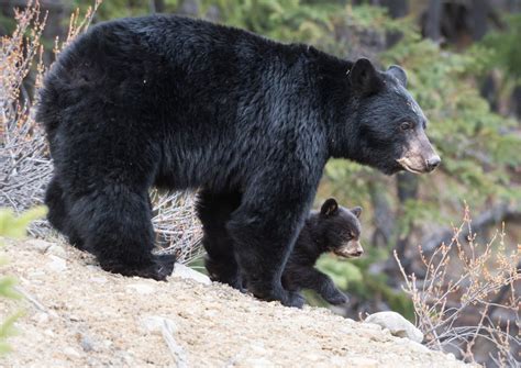 10 Animals In Guadalupe Mountains National Park We Saw On The Trail! (photos, Trails And Tips ...