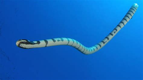 Sea snake species may be regaining color vision | Popular Science