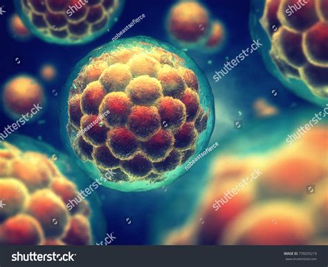 Morula Early Stage Embryo Consisting Cells Stock Illustration 776035219 ...