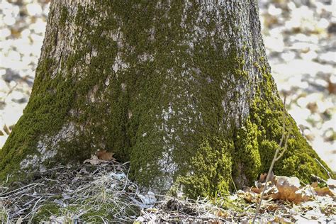 Should you worry about lichens, moss, algae on trees? - ReportWire