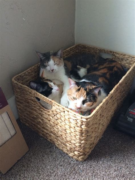 Crazy Calico Cats: Cat Basket!