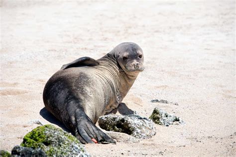 Hawaiian Monk Seal Facts