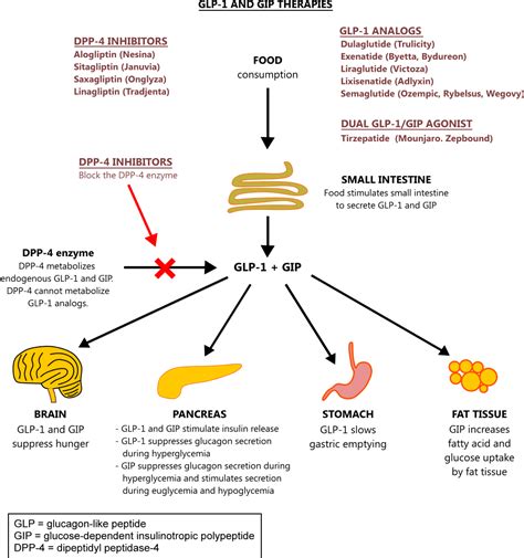 GLP-1 and GIP therapies mechanism of action illustration