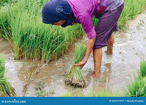 Asian Farmer Harvesting Rice Plant for Transplant Rice Seedlings in the Paddy Field at ...