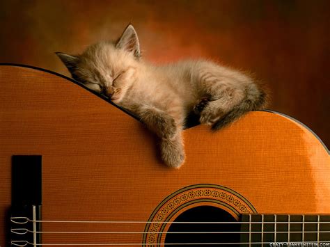 Sleeping cat wallpaper cute on pc - beautiful desktop wallpapers 2014