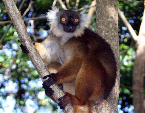 Black Lemur | Project Zoo Wiki | Fandom