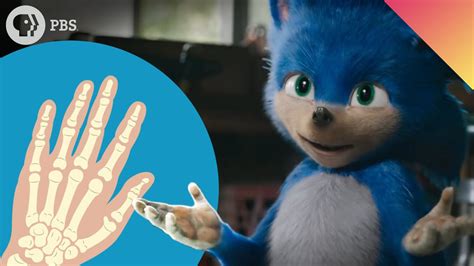 "Sonic Hedgehog Gene" - Why You Have Thumbs And Not Fins - YouTube