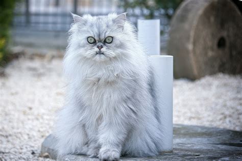 Why Do Persian Cats Look Angry? | Persian Cat Corner