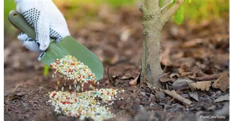 10-10-10 Fertilizer: How To Use It And What Are The Benefits