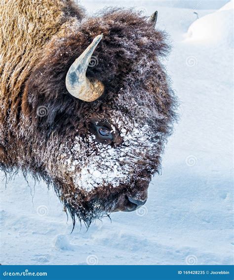 Close Up of American Buffalo or Bison Grazing in Winter Stock Image - Image of horns, wildlife ...