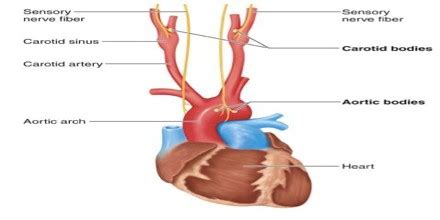 Chemoreceptor - Assignment Point