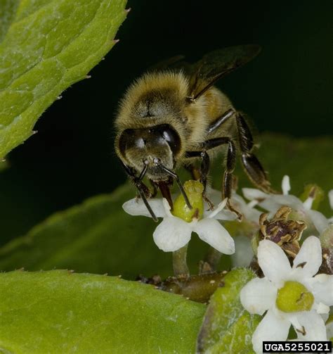 honey bee (Apis mellifera)