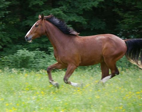 17 Best images about Galloping Horses on Pinterest | White horses, Bay ...