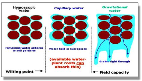 Biology – Absorption of Water | askIITians