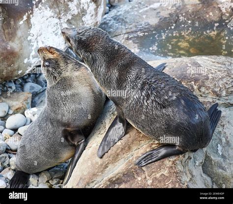 New Zealand fur seal pups at Ohau Point lookout near Kaikaoura in the South Island Stock Photo ...