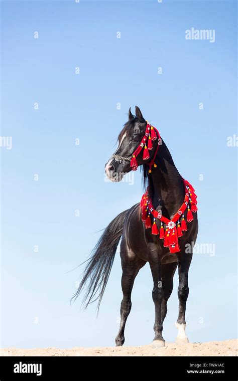 Black Arabian Horse