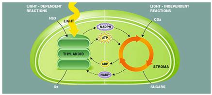 Light Dependent Reactions - Definition | Mechanism And Process | Byju's