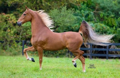 The American Saddlebred is the one breed in this group that is supposed ...