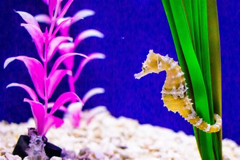 Can You Keep a Pet Seahorse In Your Aquarium? | PawTracks