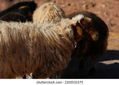 Sheep Awassi Royalty-Free Images, Stock Photos & Pictures | Shutterstock