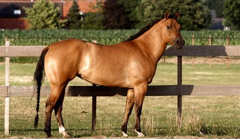 Dun Horse Color — Description, Pictures, and Genetics - Helpful Horse Hints