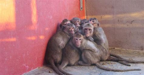 USDA inspects monkey farm after PETA video shows poor conditions