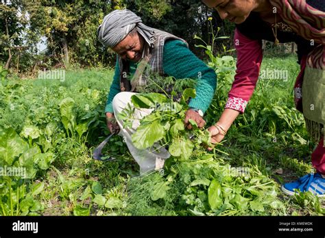 Traditional indian farming methods hi-res stock photography and images ...