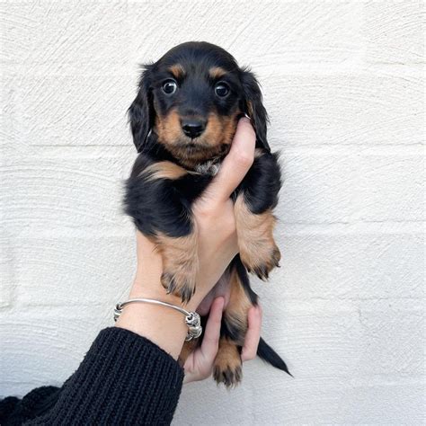 Buy Mini Dachshund Puppies | All Dachshund