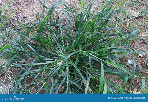 Bangis Paragis Grass/goosegrass/eleusina Indicawith Beautiful Green Background Stock Photo ...