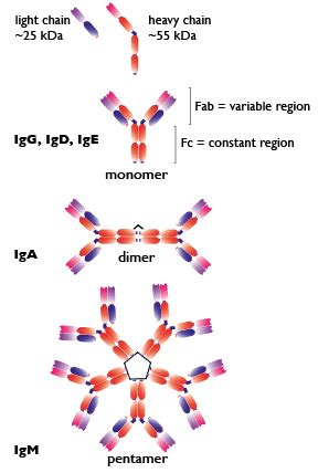 Antibody Isotypes | Review | InvivoGen