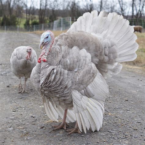 Blue Slate Turkey – Better With Thyme