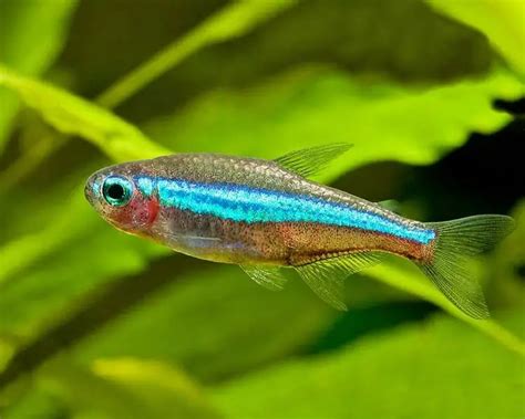 Green Neon Tetra Habitat, Behavior, Aquarium Care Guide - Inland Aquatics