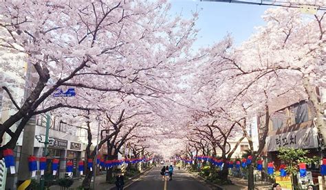 Cherry Blossom Festival Jeju 2019