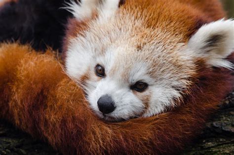 Red Panda Sleeping on Tree Branch · Free Stock Photo