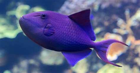 Niger Triggerfish: Care, Tank Mates, Tank Size & More