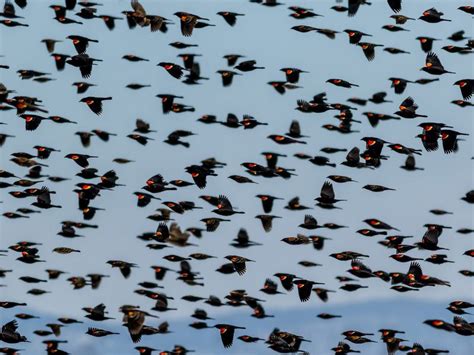 Red-winged Blackbird Migration: A Complete Guide | Bird Fact