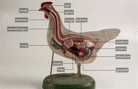 Chicken Anatomy 101: A Beginner's Guide to Understanding Your Flock