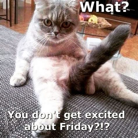 Happy Friday Work Meme Cat